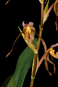 Paphiopedilum kolopakingii Huntington's Sceptre AM/AOS 81 pts.